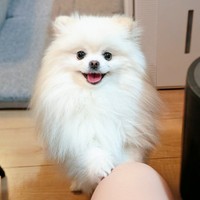 「膝にのせてください」アピールするこめたくん（画像提供：おこめ屋さん）