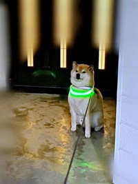 家を出て2秒、「拒否柴」発動したじぇいたろうくん（画像提供：じぇいたろうさん）