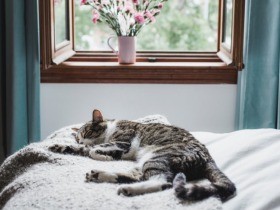 火葬、お墓は？　元気なうちに考えたい愛猫の見送り方、終活