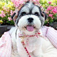 おめかししてさらに美ワンになったつくしちゃん（画像提供：パグチワマル つくしちゃん）