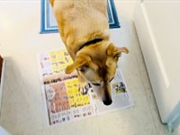 「新聞紙」で試してみるとーー迷わずやって来たリンちゃん（画像提供：リンちゃんゼルちゃん）