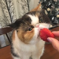 先住猫のソラちゃんは、イチゴが好きな女の子