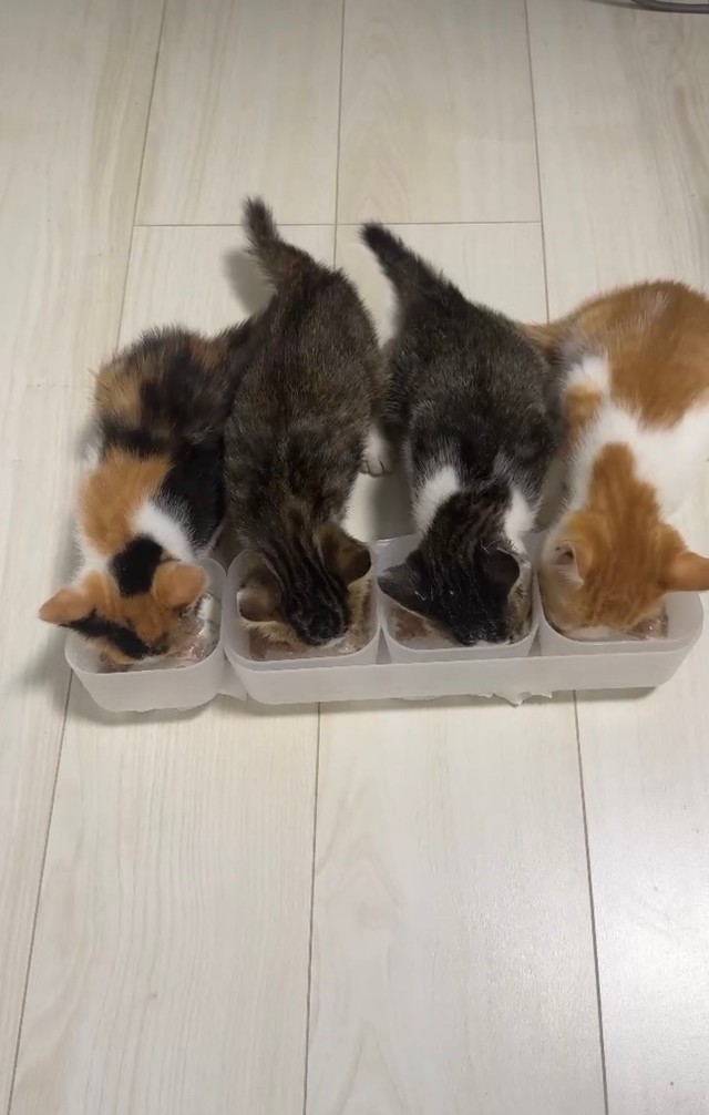 保護された4兄弟。一番左が猫風邪をひいていたおはぎ（Megumiさん提供）