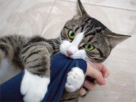 猫が飼い主を攻撃してきて怖い…どうすればいい？　猫の気持ちを考えて対処しよう