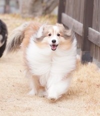 飼い主さんいわく、「穴があれば落ちるし水があれば入るし、ケンカがあればすぐに見に行き巻き込まれます（笑）。でもなぜか人にも犬にも許される本当にいいキャラなんです！」という、くぬぎちゃん（提供：しゃべる乳酸菌ちゃんさん）