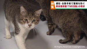 野良猫を減らすために繁殖を防ぐ　仙台市動物管理センターと民間有志のＴＮＲ活動