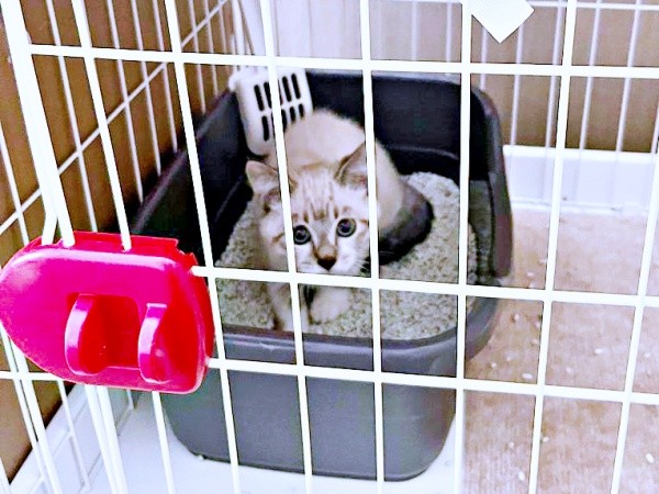 お迎え初日の夜、生後推定3カ月、ケージの中で飼い主さんを見つめるちくわくん（画像提供：やくまろさん）