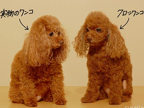 怖いほど似てる！　愛犬を再現する造型「クローンワンコ」