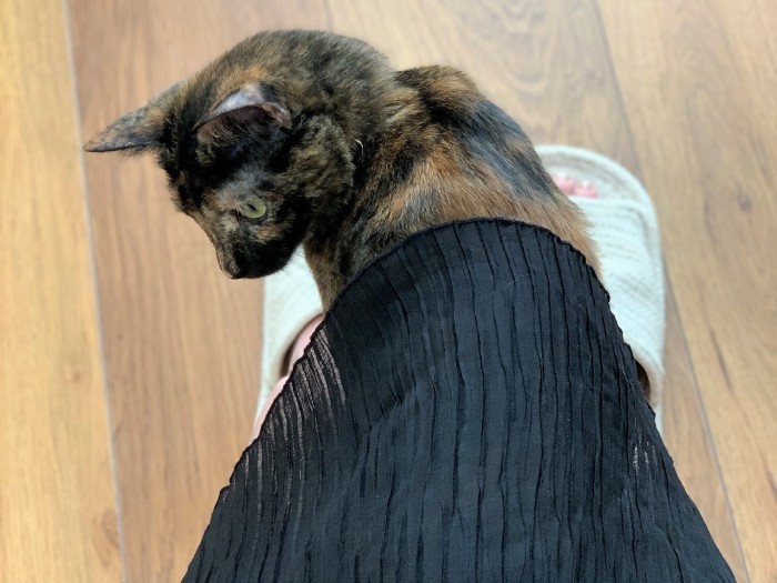 足元で8の字にスリスリする墨（ゆりさん提供）
