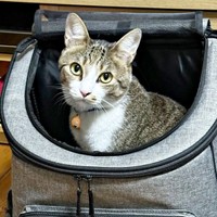 ママが購入したポポくんのためのキャリーリュック（画像提供：YuuuuJtny-Kさん）