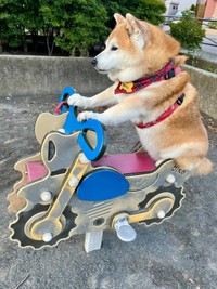 公園でバイクの遊具に乗るまるちゃん（画像提供：祥&柴犬のまるちゃんさん）