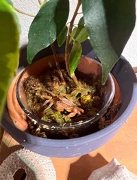 鉢植えの中に入っているアカテガニ／伊勢シーパラダイス（@iseseaparadise）提供