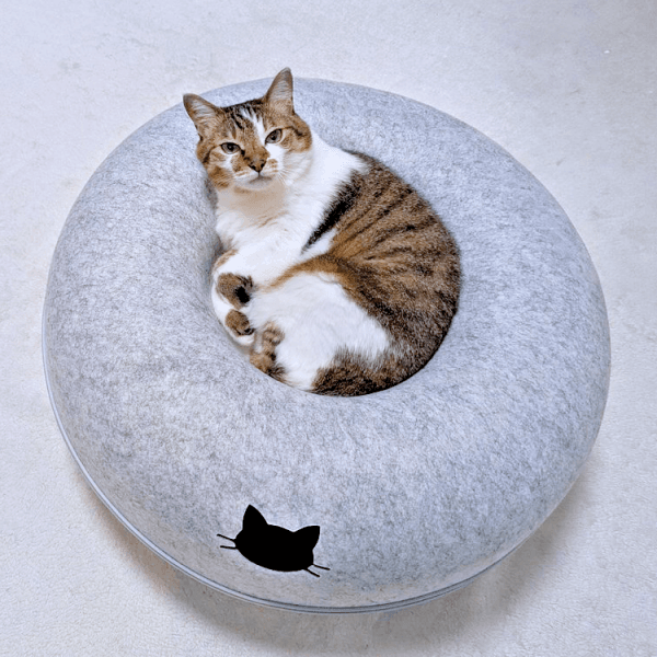 ドーナツ型ベッドの上でくつろぐつくねちゃん（画像提供：猫目さん）