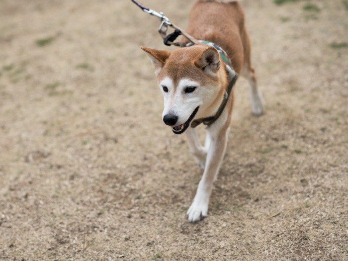 「裸足で歩くと気持ちがいいんだよ」（小林写函撮影）