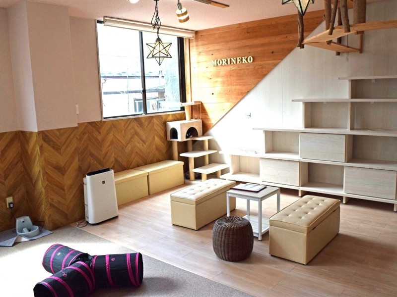 「保護ねこカフェもりねこ」は明るい陽光が差し込み、猫が上下運動できる場所もたくさんある