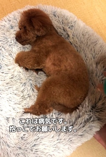 夜だけ足が痛くなるトイプードル犬が話題に（飼い主さん提供、Instagramよりキャプチャ撮影）