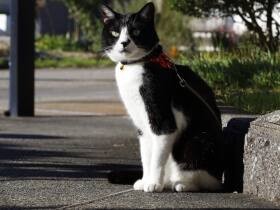 １月ぶりの再会に、鳴きながら飛びつきぎゅっとする姿に感動…！　ミックス猫「みや」