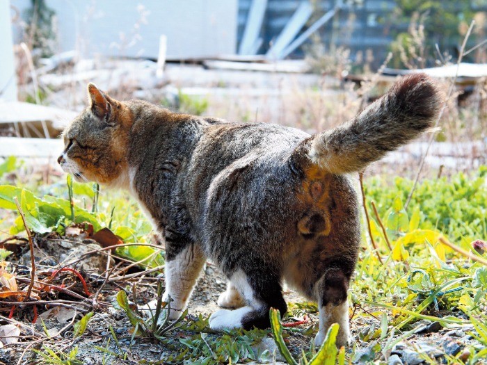 天然もののにゃんたまは、今やレアな存在