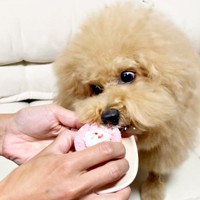 ケーキをパクリ！ 目が真剣なポテチくん（画像提供：ポテチやでさん）