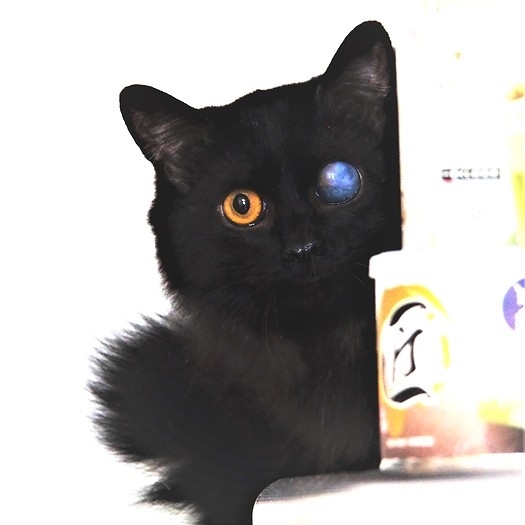 物陰から「こんにちは」