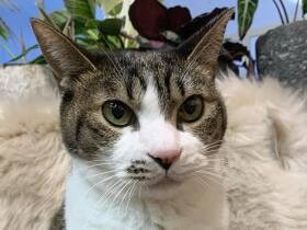 外泊後、逃げられショック！　猫の「うさこ」は大きな耳がチャームポイント