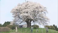 醍醐桜（資料画像）