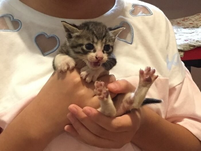 家にきたころの「トララ」

