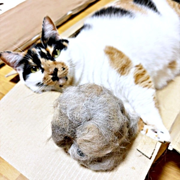 換毛期いつ終わるの？」三毛猫から驚きの毛玉 飼い主も戸惑う量