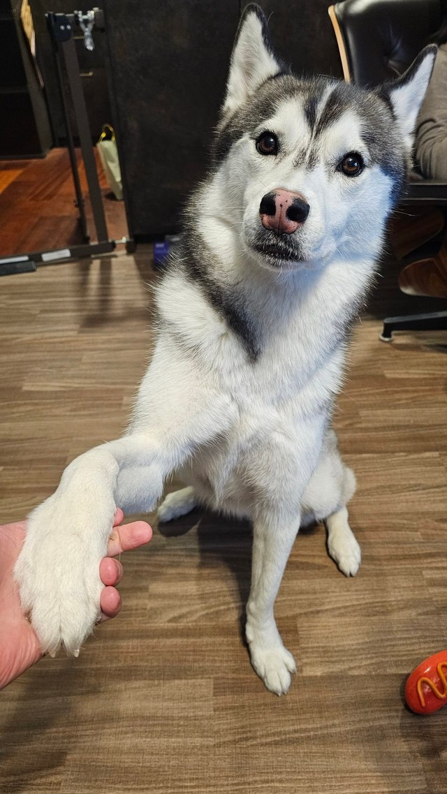 お手の押し売りをするときはご飯が欲しい時（提供：ムイさん）