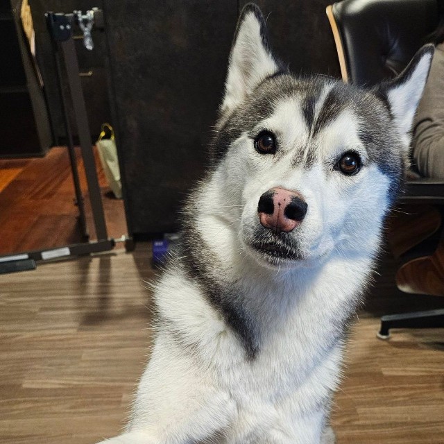 お手の押し売りをするときはご飯が欲しい時（提供：ムイさん）