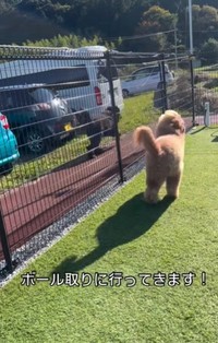 ボールを取りに行ってきます！（飼い主さん提供、Instagramよりキャプチャ撮影）