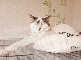 お手もできるよ　マンチカン「麦」、お気に入りの場所ですやぁ　