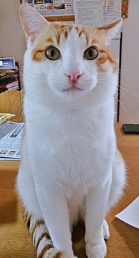 生後10カ月、やんちゃで元気に成長している爽太くん（画像提供：かまねこさん）