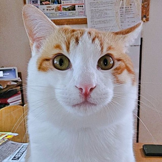生後10カ月、やんちゃで元気に成長している爽太くん（画像提供：かまねこさん）