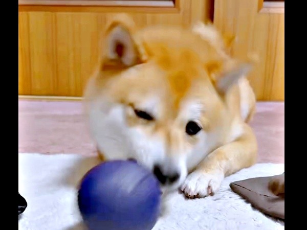 鼻先でボールをポン！ と投げるようこちゃん（画像提供：シバシバお豆さん）