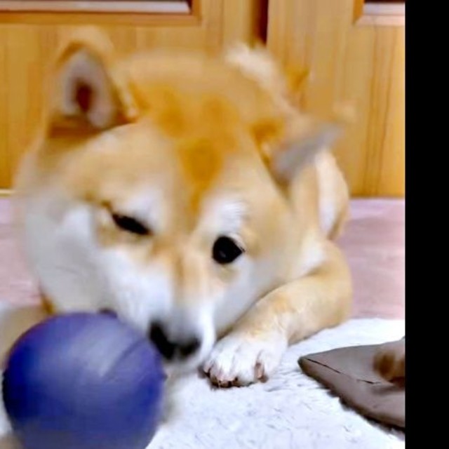 鼻先でボールをポン！ と投げるようこちゃん（画像提供：シバシバお豆さん）