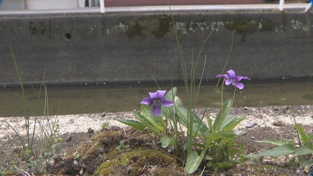 忙しい日々の息抜きにしゃがんで見つけてほしい…街なかの道端や隙間に生える「小さな草花」　岡山