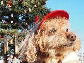 愛犬とクリスマス！ サンタ姿、かわいく撮影するには？