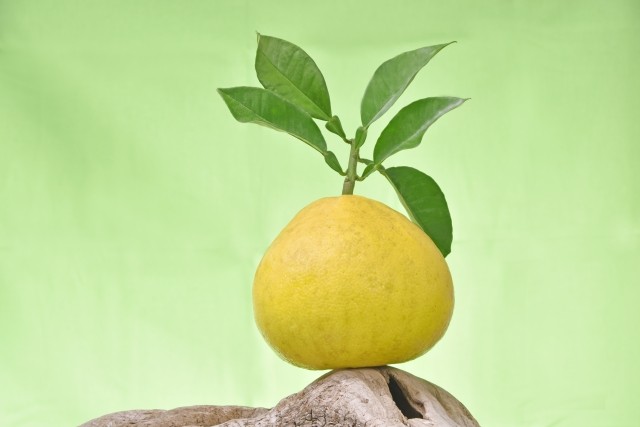 ボンタンアメが尿意を抑える…その真相は？