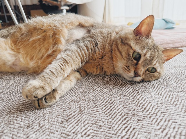 お手手を揃えて珍しい顔をするまるぴちゃん（提供：まるぴ と ねこズさん）