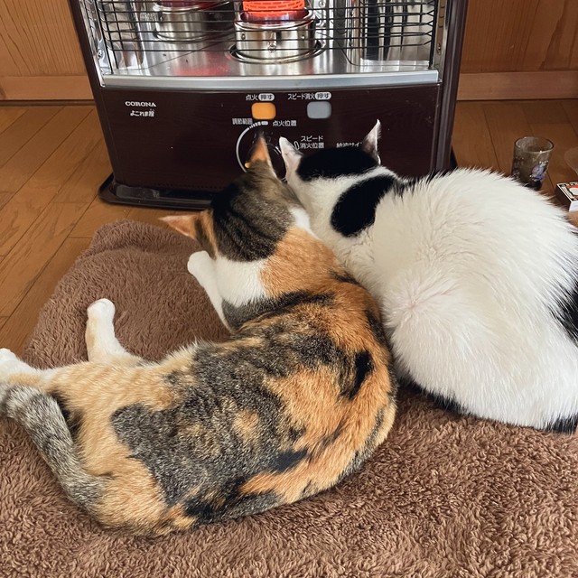 ストーブの前にて、同居猫さんの「大福」くんとともに（画像提供：linoさん）