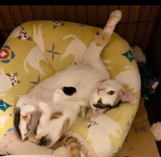 福ちゃんもママ（智也子さん）が大好き（智也子さん提供）