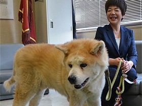人なつっこい秋田犬「マメ」の恩返し　お年寄りの保護に一役