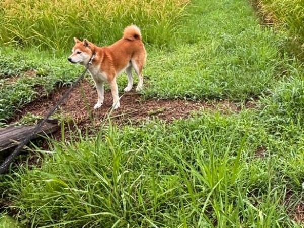 青々とした田んぼの隙間にたたずむティーくん（画像提供：柴犬ティーくん＆パパさん）