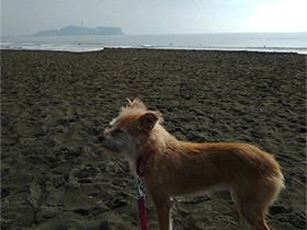 生後４カ月でわが家に来た保護犬「モコ」、海辺でお散歩