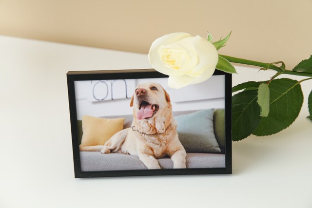  愛犬の写真と白いバラ。「相思相愛」という花言葉の意味があります（Pixel-Shot/stock.adobe.com）

