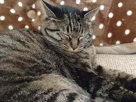 猫を連れて、評判の良い動物病院へ　画期的な治療を求めて