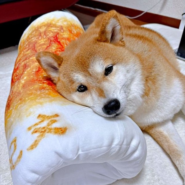 ちくわのクッションを枕にしてくつろぐあずきちゃん（画像提供：林さん）