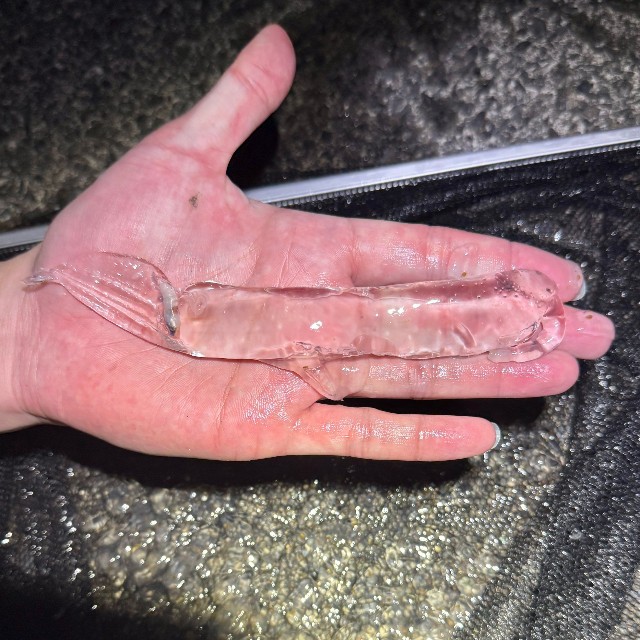 「後方にある銀色のものが内臓核です」（かとたくさん）（画像提供：かとたくさん）