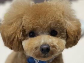 いてくれるだけで十分　夫婦のペットロスを癒やしたトイプードル「ピース」